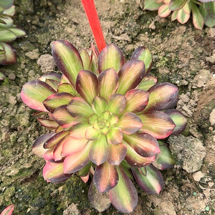 5-153流星雨多肉法师