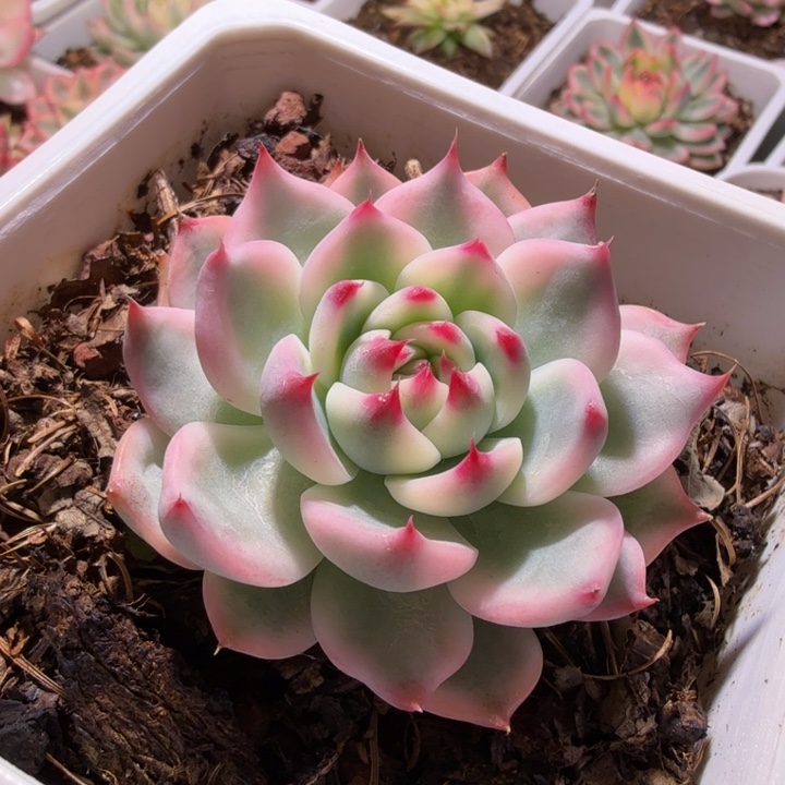 吉娃娃锦多肉植物