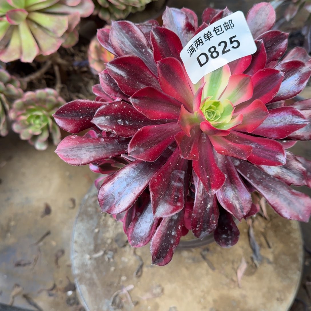 825美杜莎法师多肉