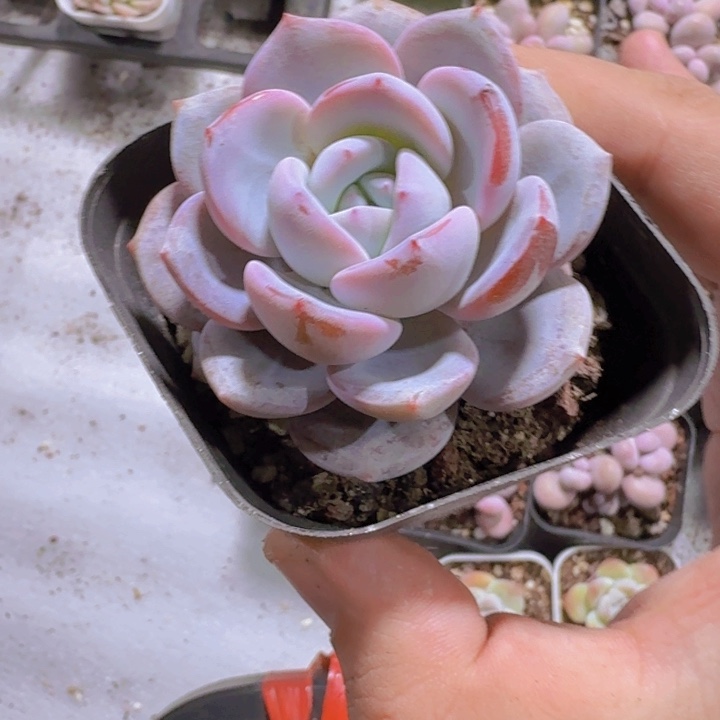 韩版奶茶一颗福利