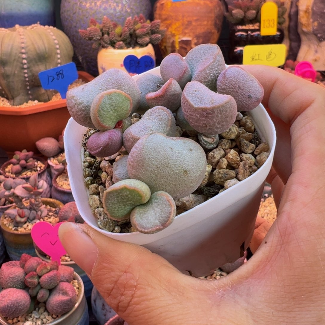 一组自拍，感谢支持