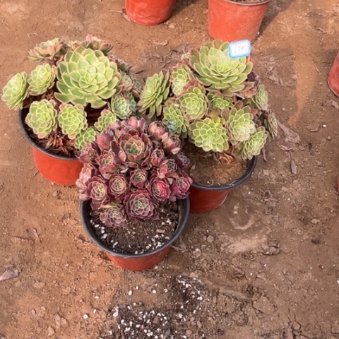 674多肉植物组合，