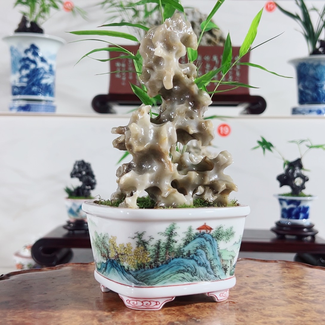 故***我无花朵盆景，内门竹，玲珑石