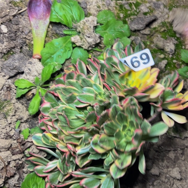 169福利甜茶多肉