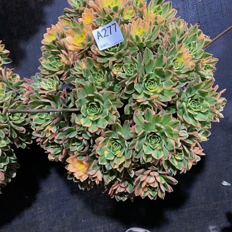 甜茶277脱土发货