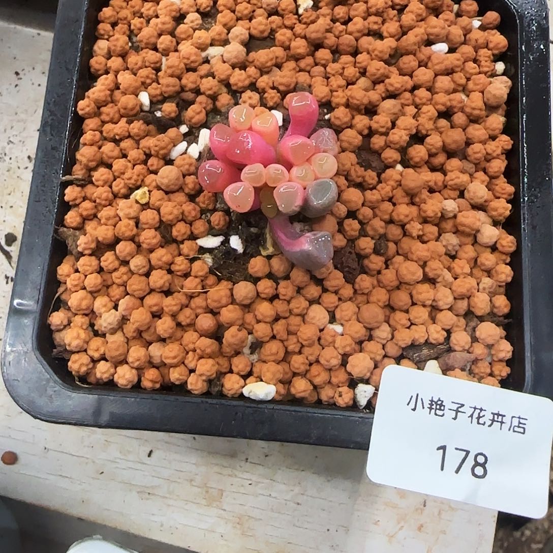 178五十铃玉锦多肉植物