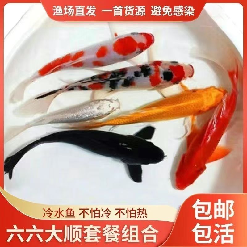 包邮锦鲤鱼金鱼草金鱼德系玛雅淡水冷水观赏鱼好养易活