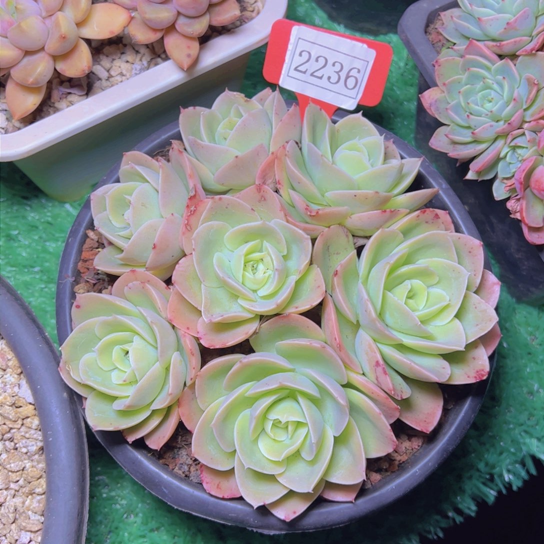 辛娜塔2236多肉植物