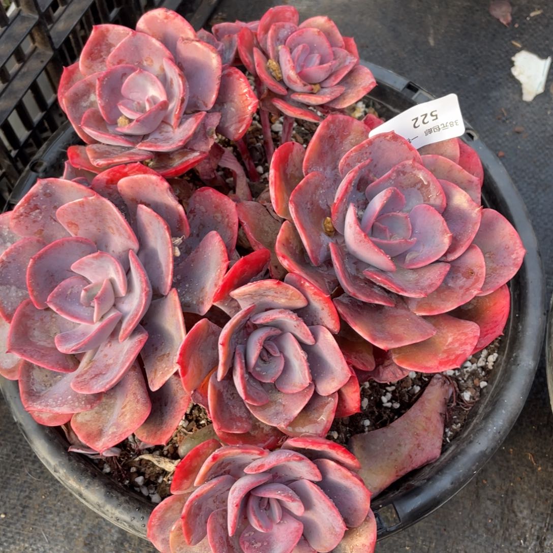522尘埃玫瑰群生多肉植物