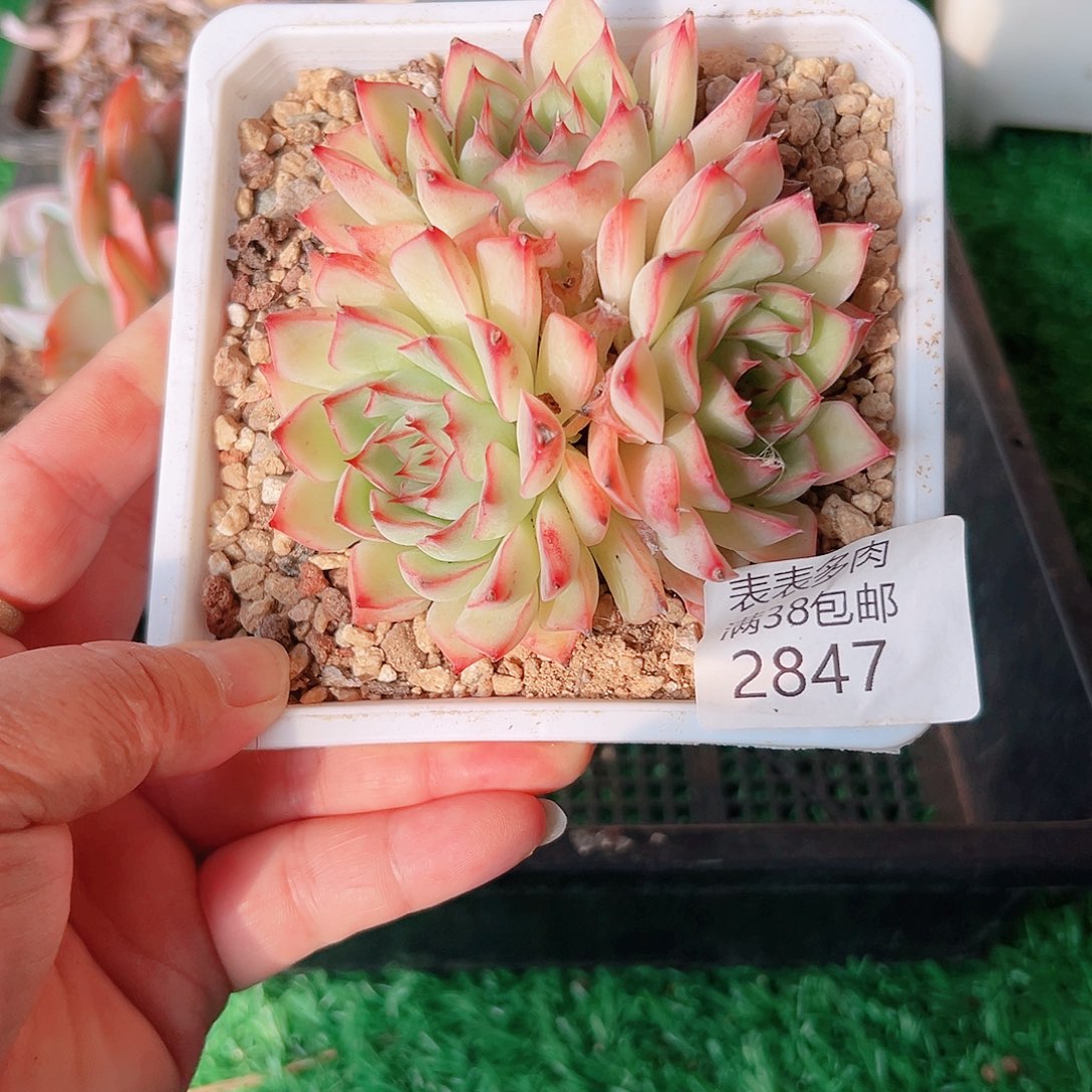 多肉一物一拍植物2847