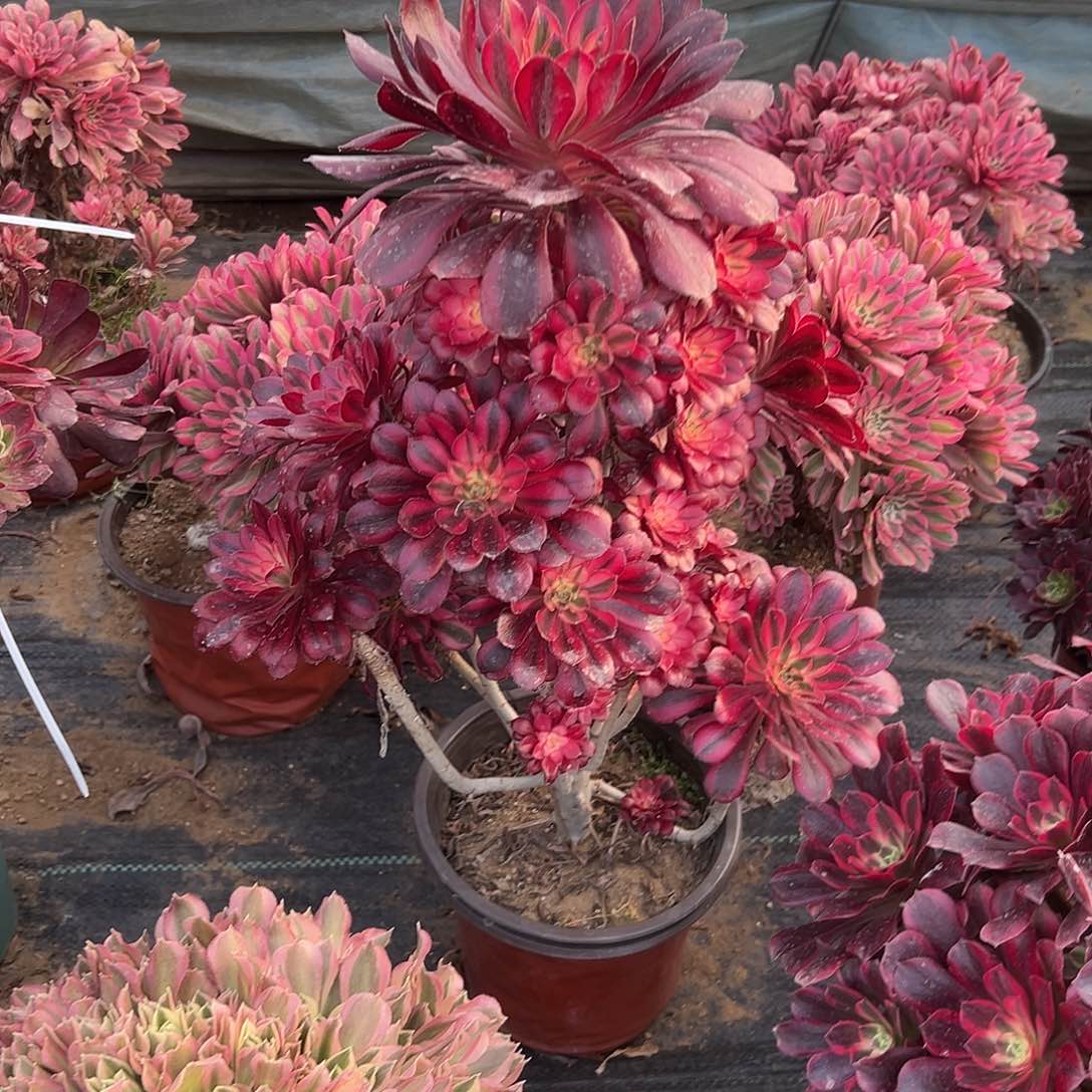 多肉植物老庄香奈儿