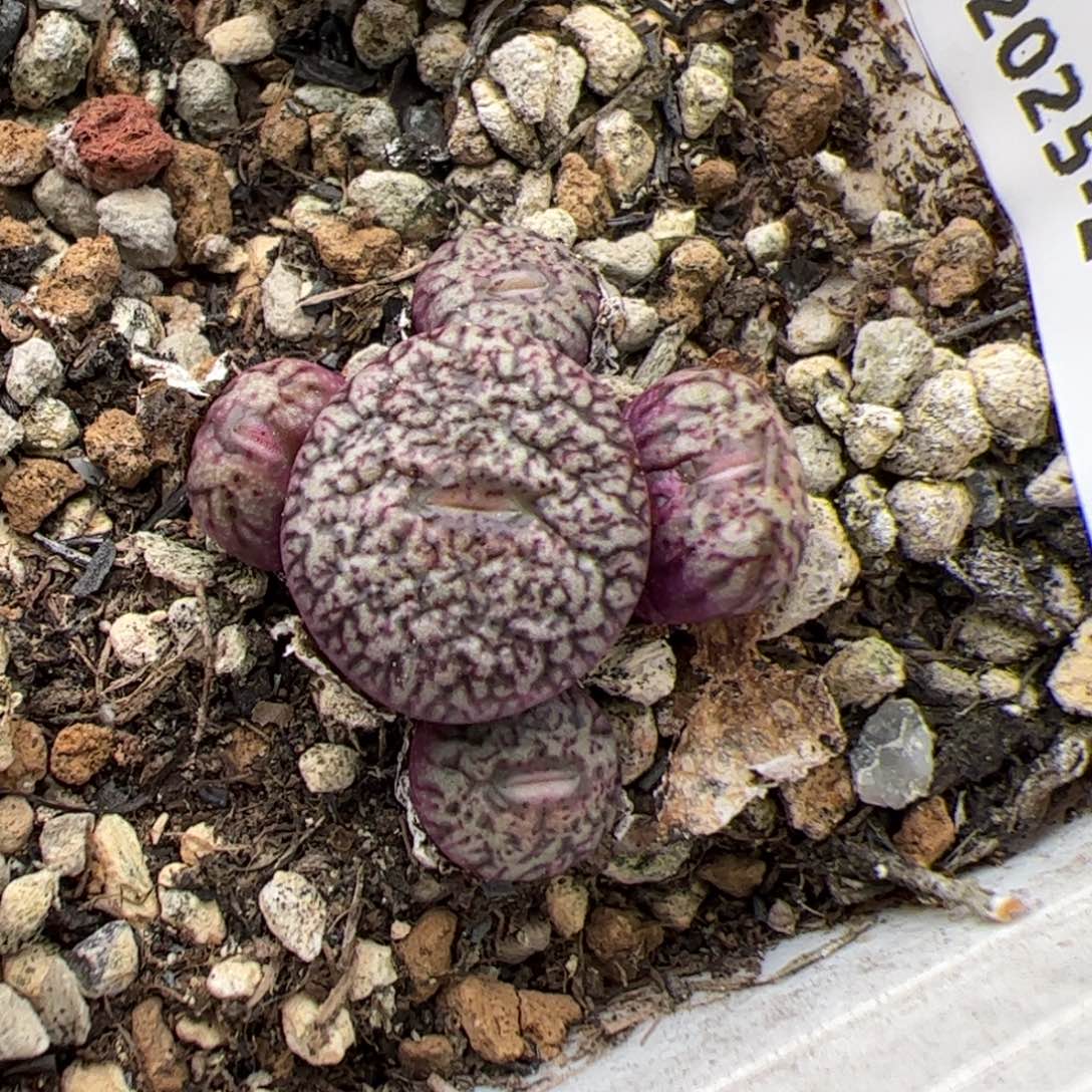 0347号蜜纹安贞 多肉植物