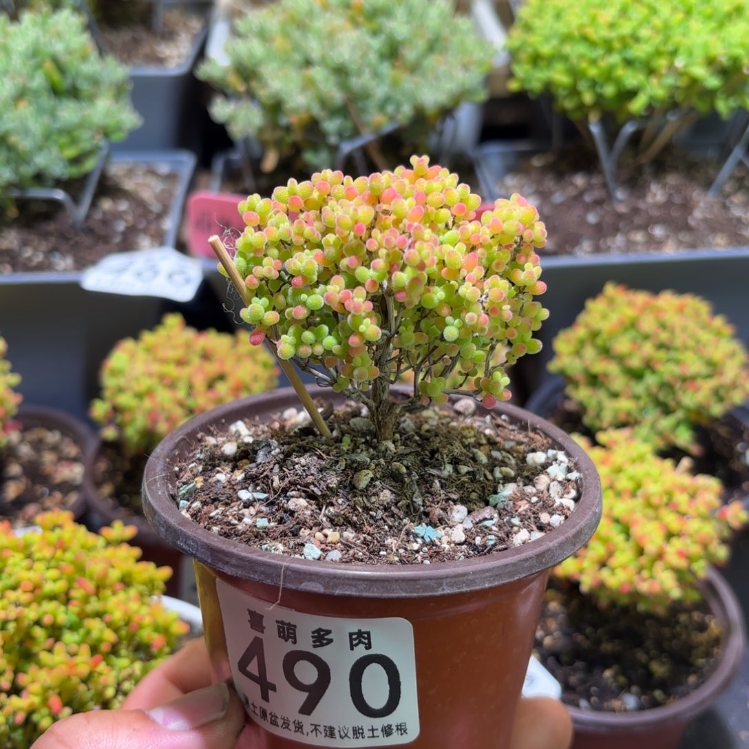 枝干番杏密橘糖球490