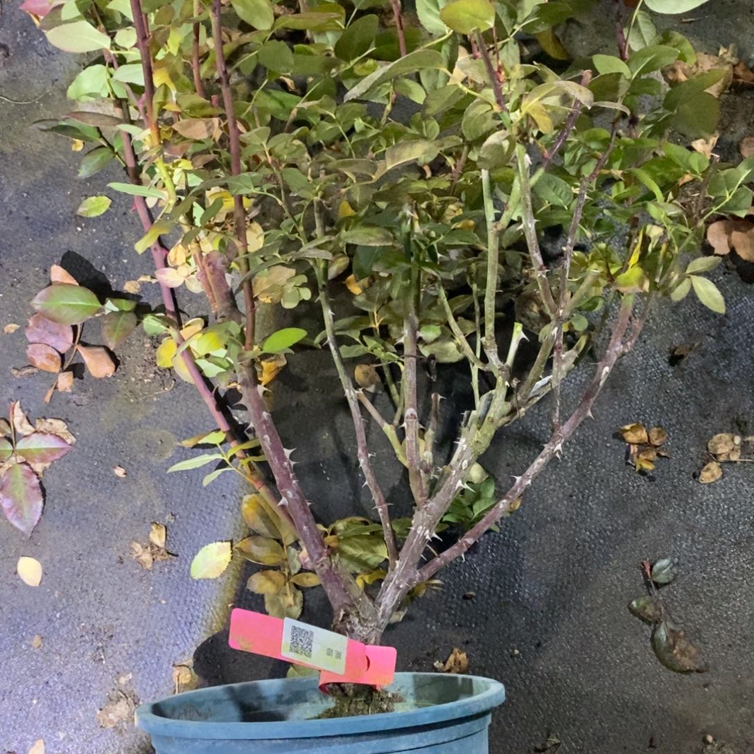 无花朵妮娜玫瑰土球发货