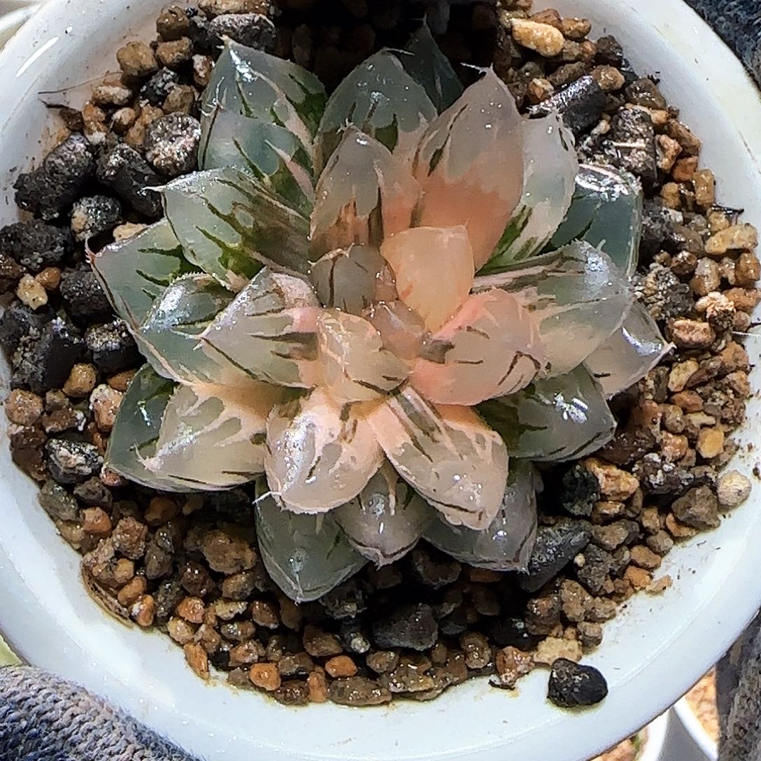 326号龙爪玉露锦 尖叶款 5 厘米左右一物一拍带盆发货