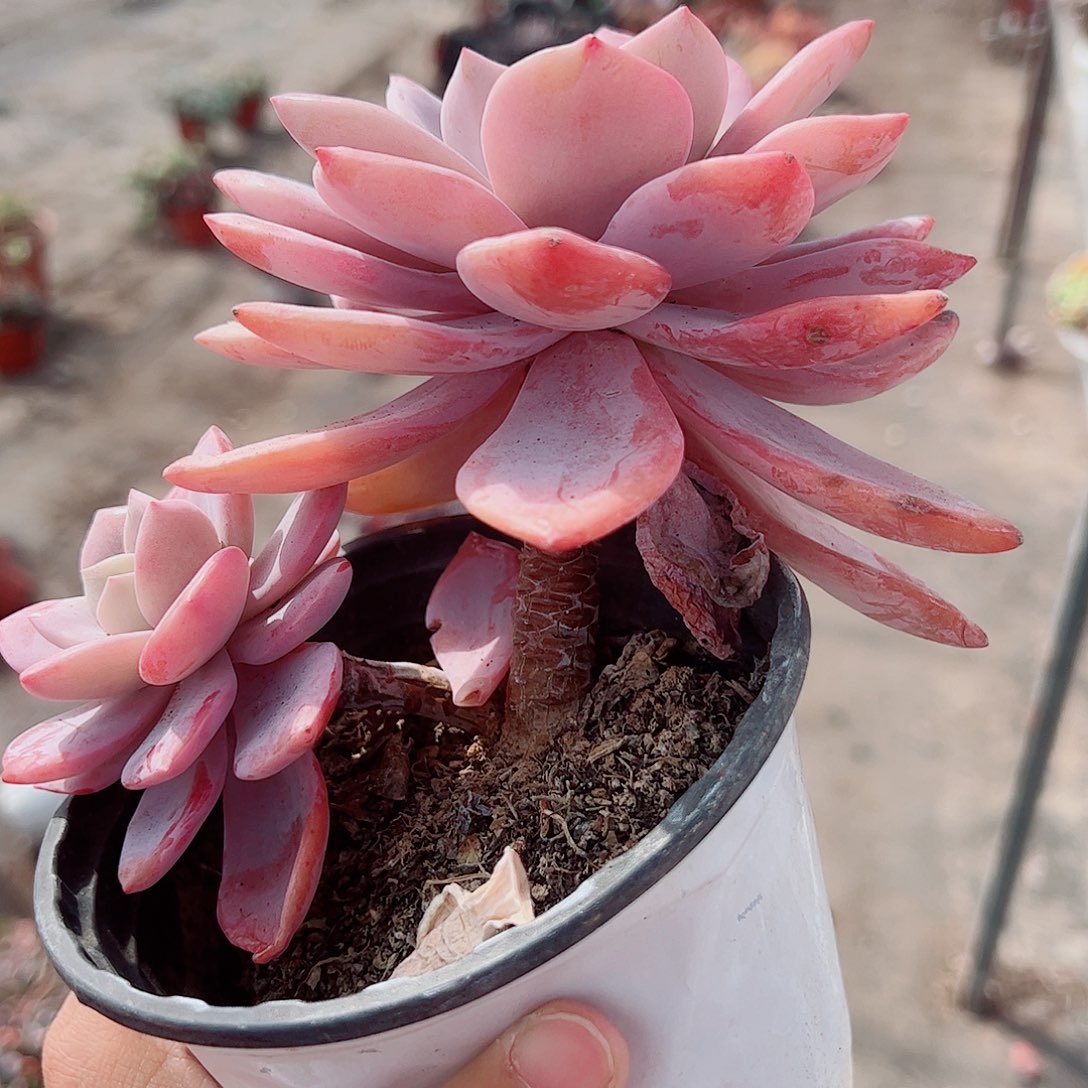 红茶双头起发精品特价