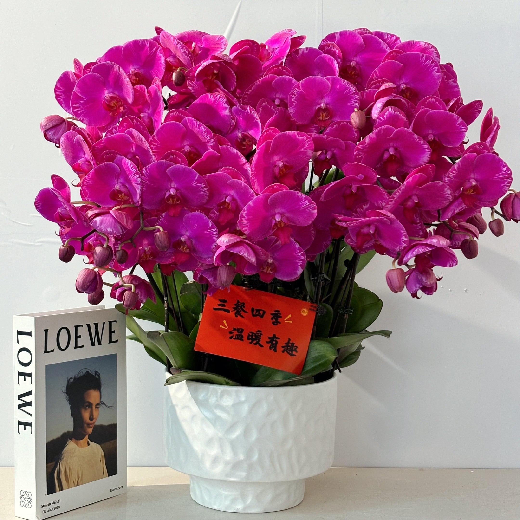 胜花（光芒四射)蝴蝶兰盆栽花卉观花植物室内四季开花陶瓷盆