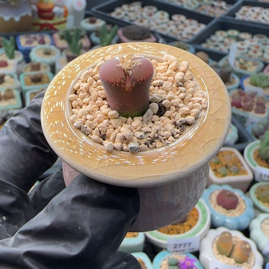 2786 一物一拍 带盆