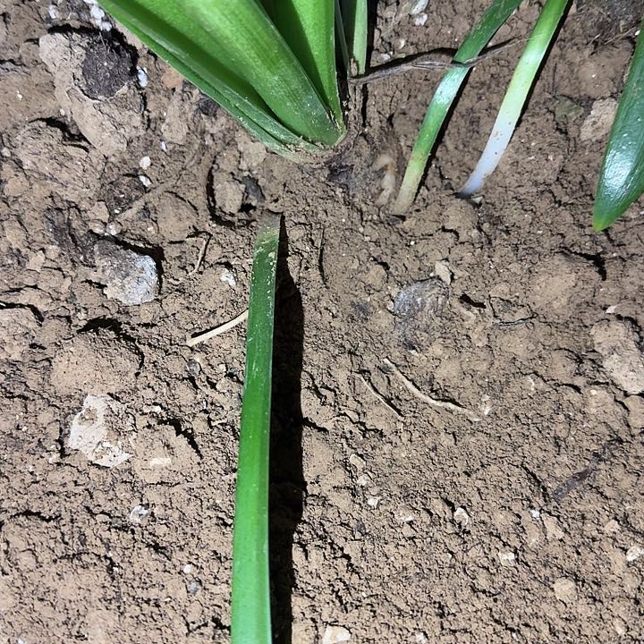 干邑橙酒5厘米带4侧裸根一棵