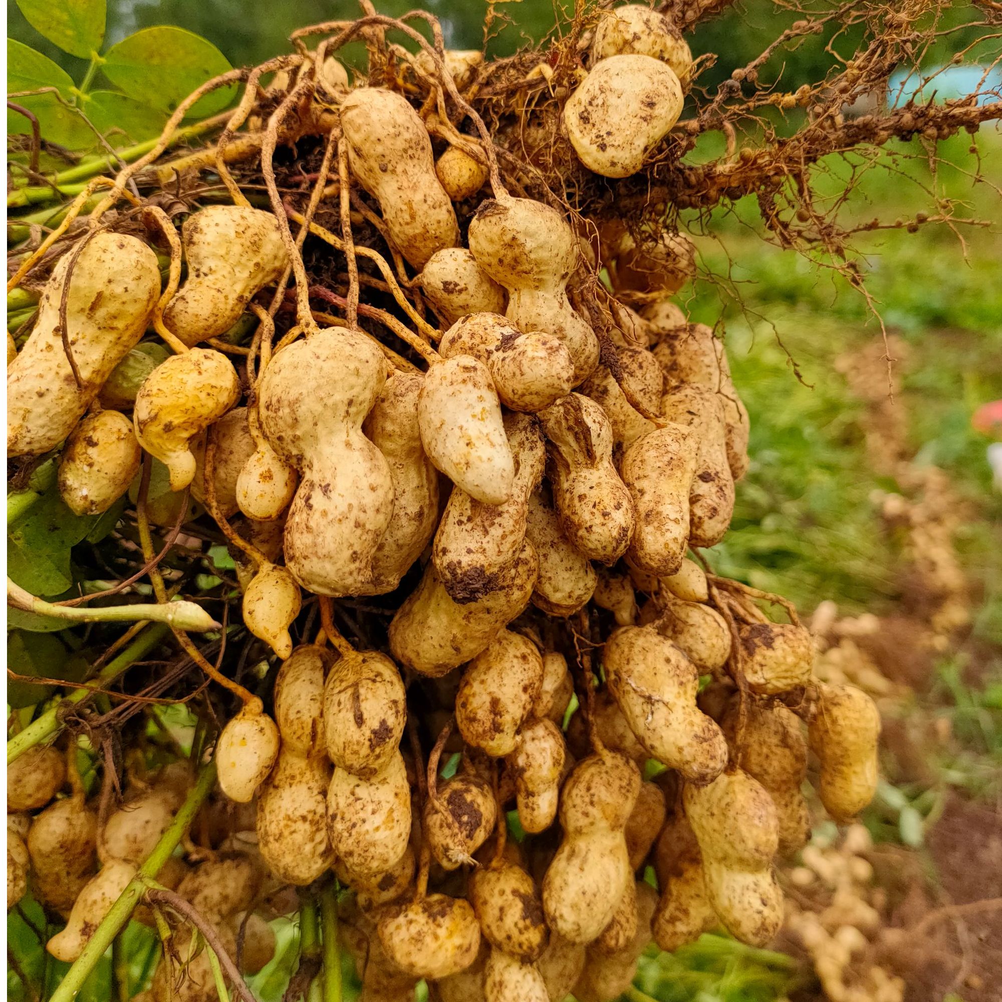 山东农家新鲜现挖带壳带秧带泥湿花生可水煮可生吃甘甜可口饱满