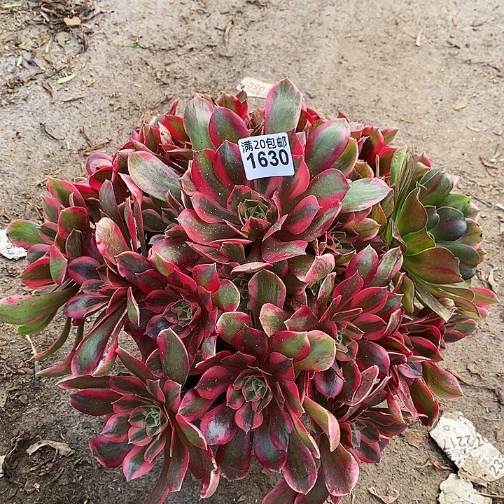 1630 一颗女妖法师多肉