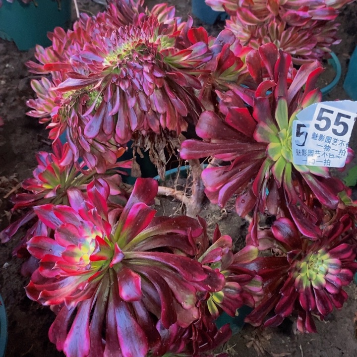 雪寂缀化花花29-11花花不包售后