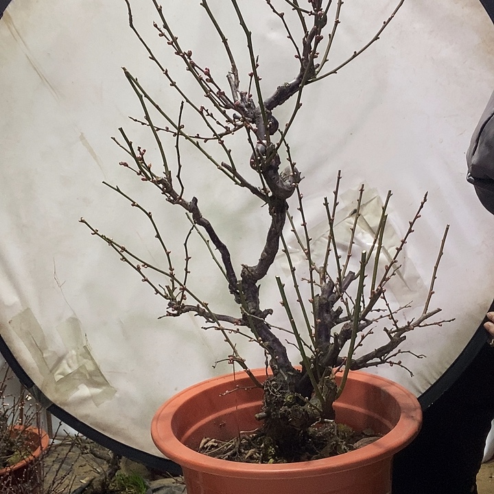 全部花苞龙游梅花