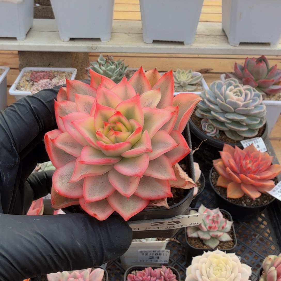 1208-23凤凰锦单头