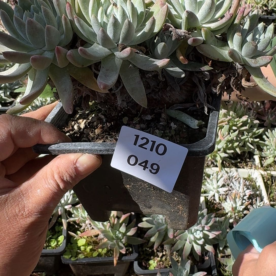 本****多肉植物一物一拍121049