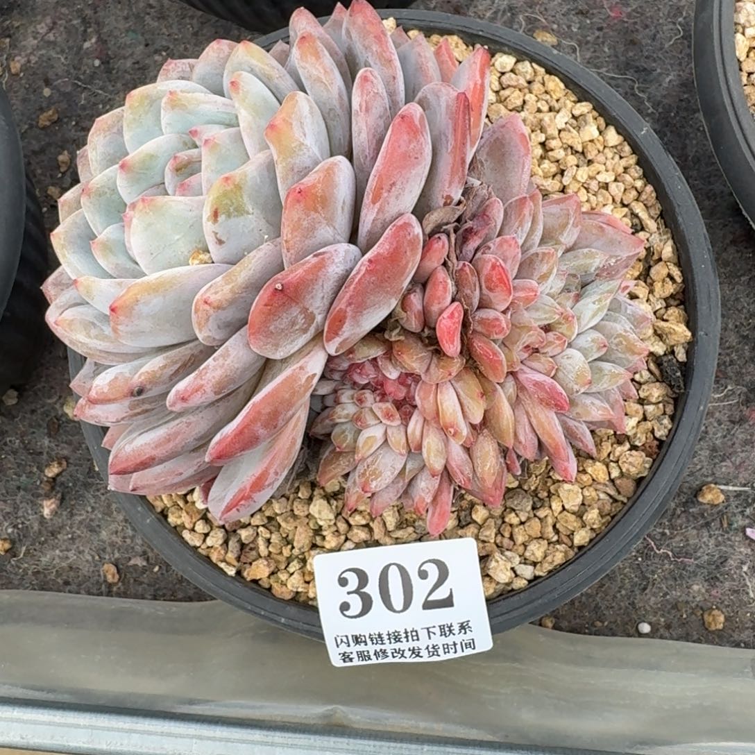 302星影缀化13-14cm左右