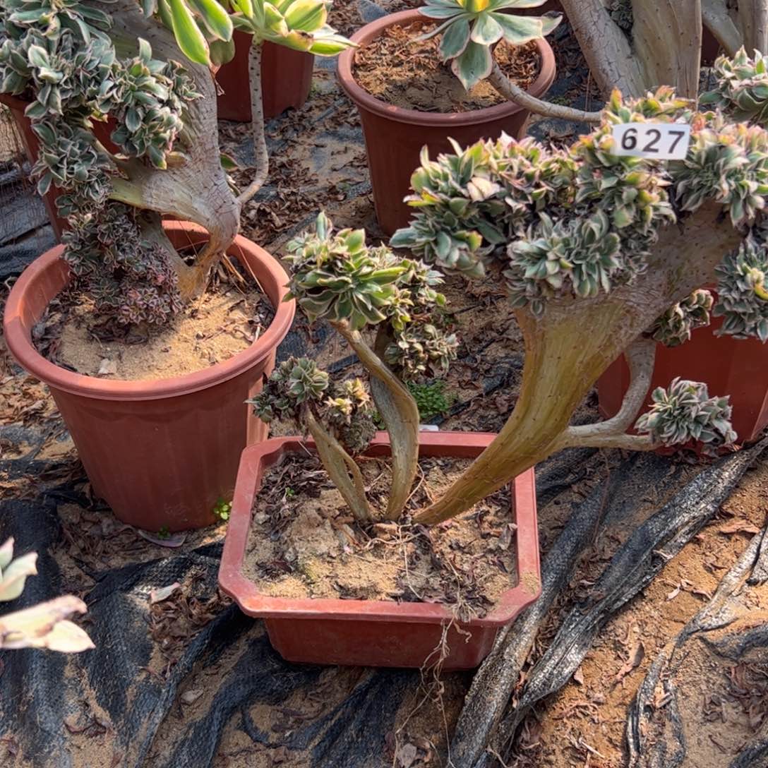 有伤灿烂627官府35