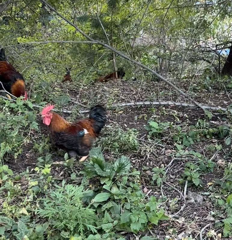 生态养殖跑山公鸡冷冻发货肉质紧实新鲜美味 包冰率不含冰