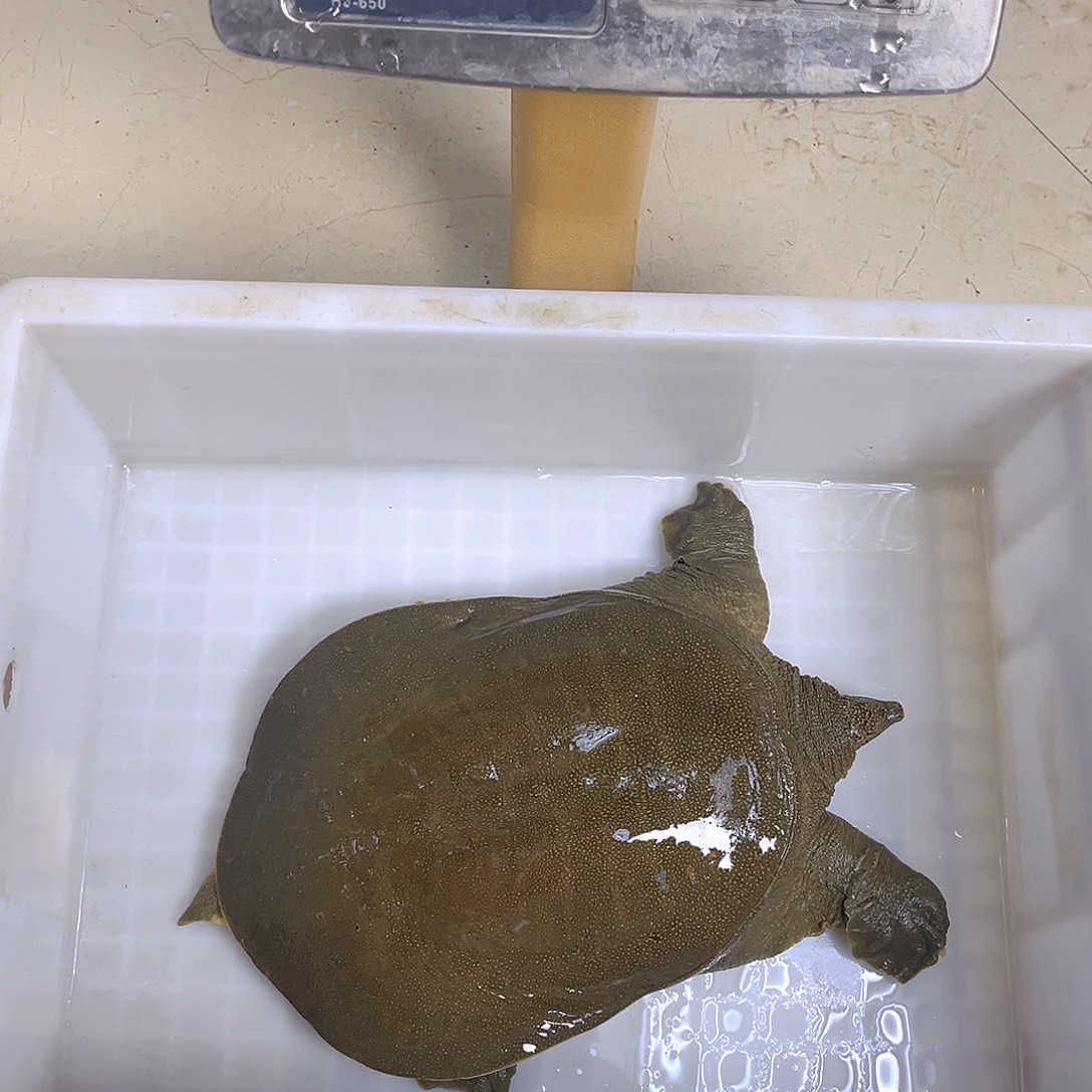 中国大陆野生甲鱼包邮包活