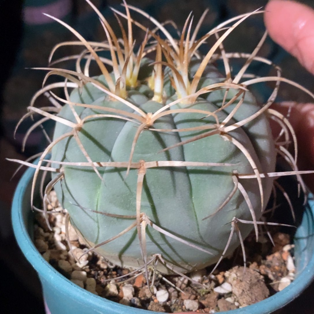 孤品实生优选狂刺超大光琳玉7.4cm