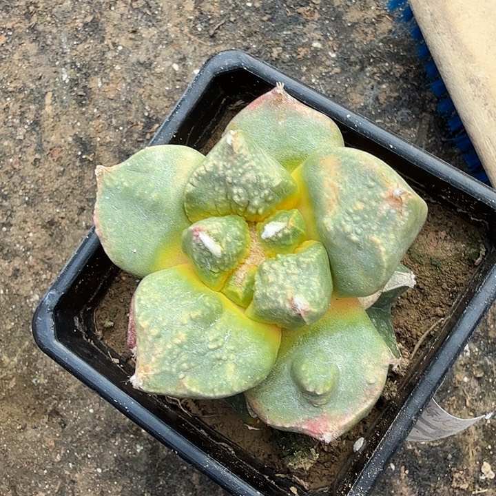 无花朵576大尤龟甲锦东三