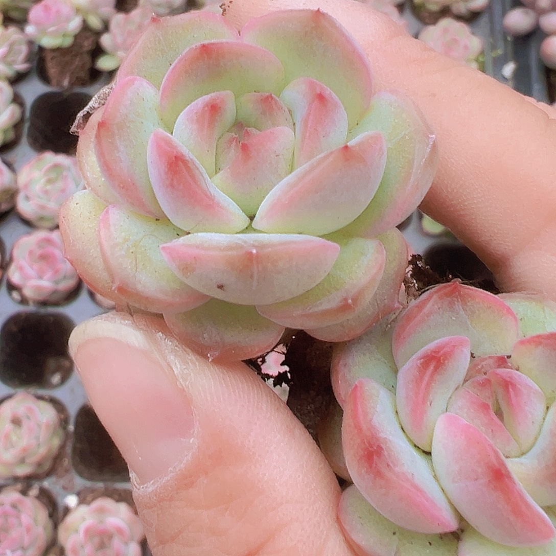 琴心苗3颗19包邮多肉