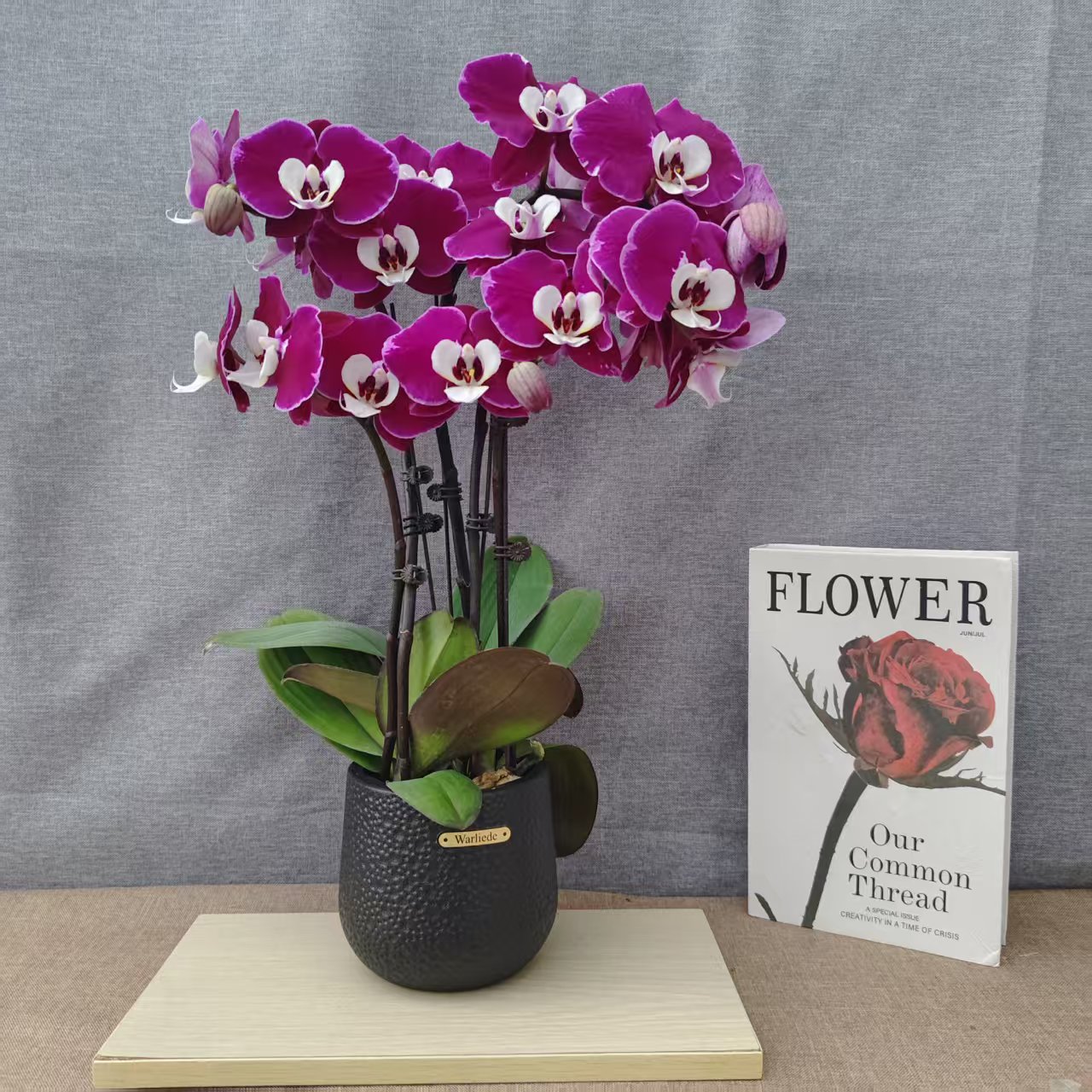 【米歇尔】蝴蝶兰 好养耐养花期长 苗情优质 基地直发