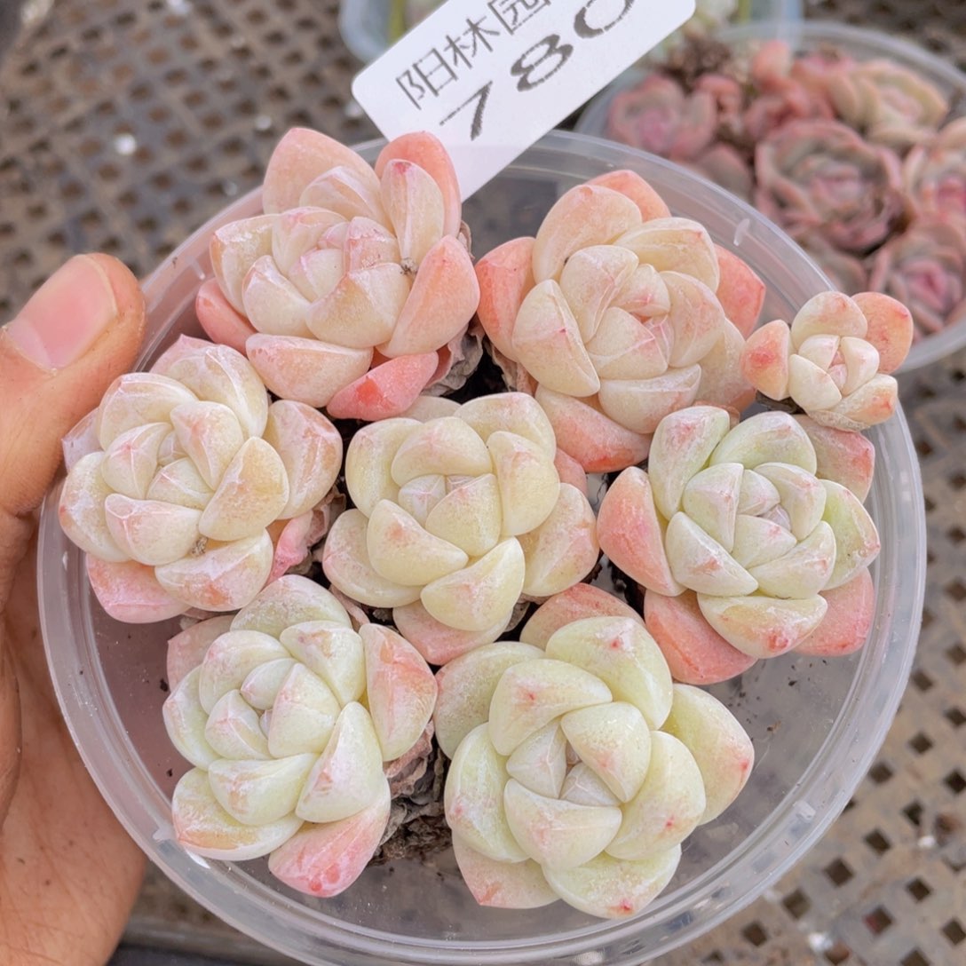 多肉植物多肉植物780