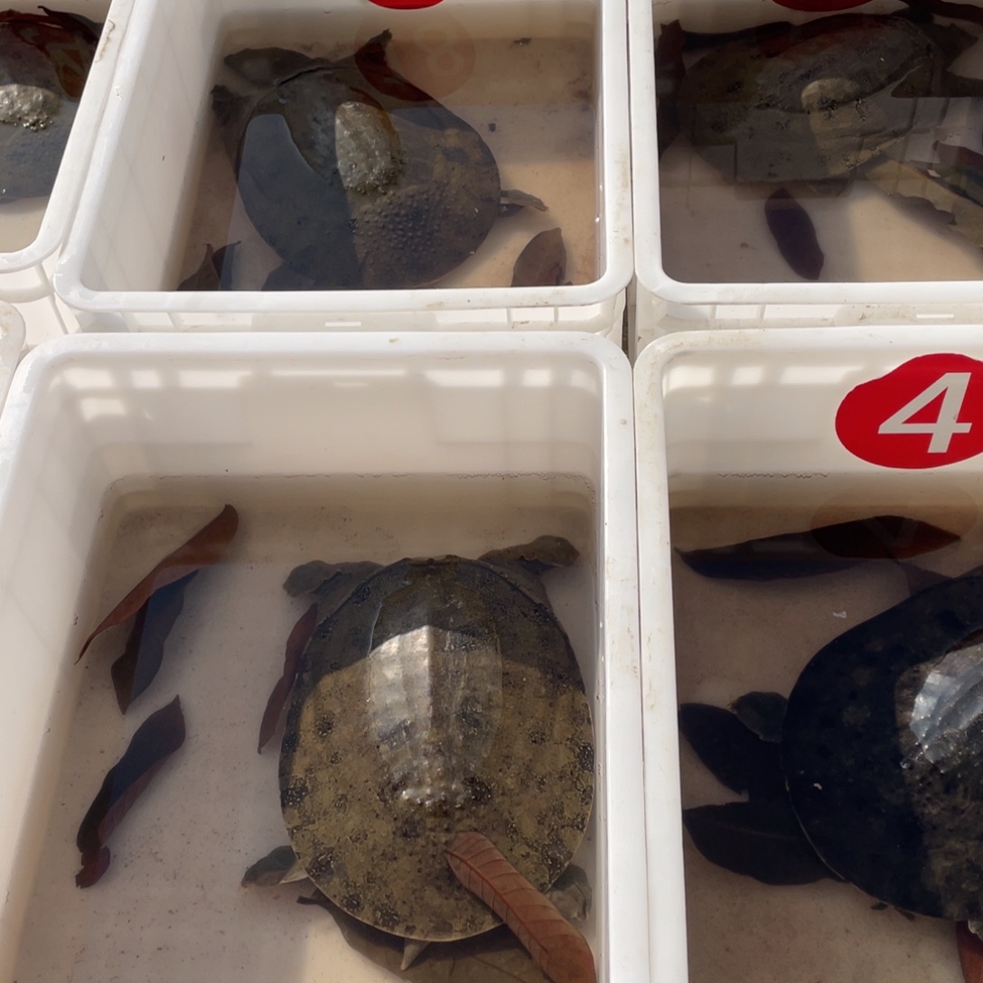 中国大陆鲜活生动地表现出