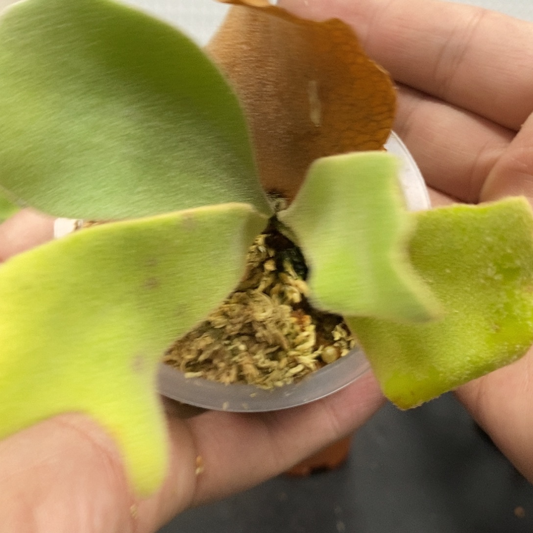 无花朵野猫鹿角蕨