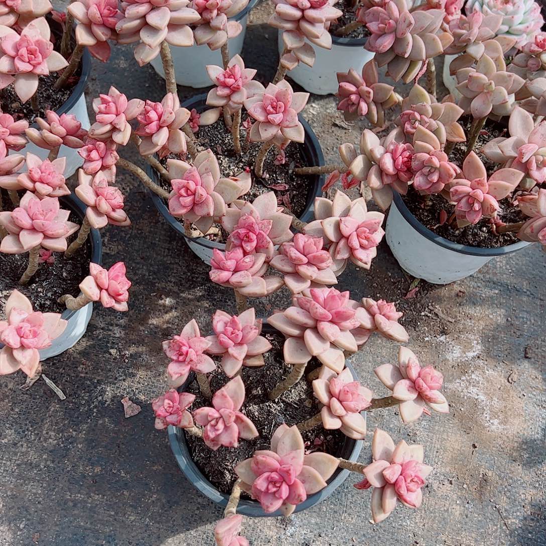 姬胧月多头造型二盆