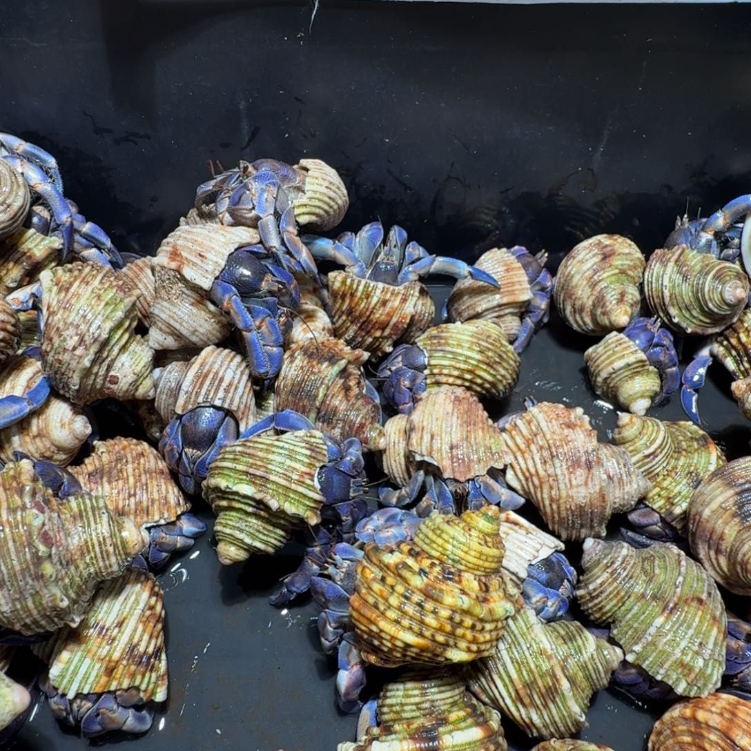 腾***里腾飞50补拍链接紫陆