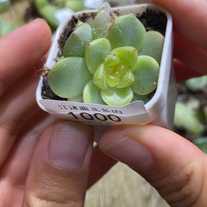 标签1000甜心208一个多肉