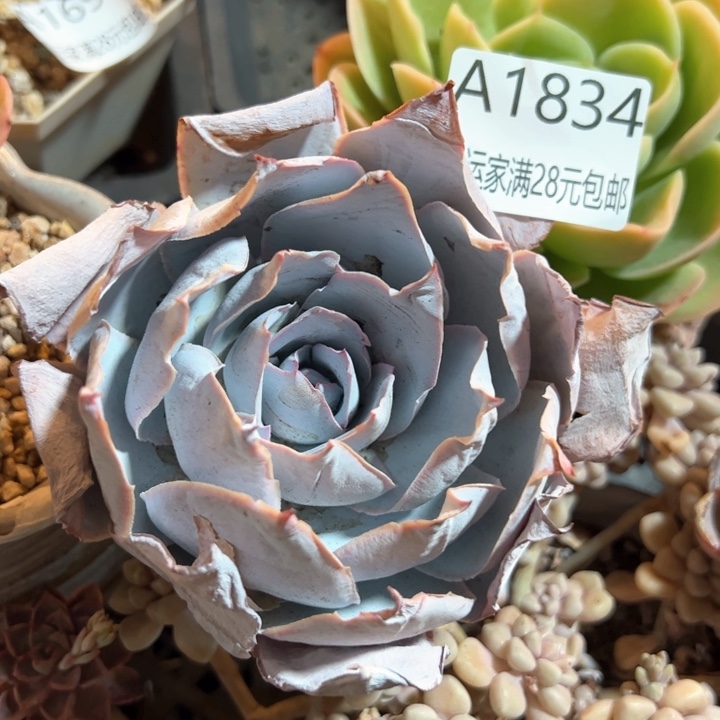 幸运的是我的朋友们都