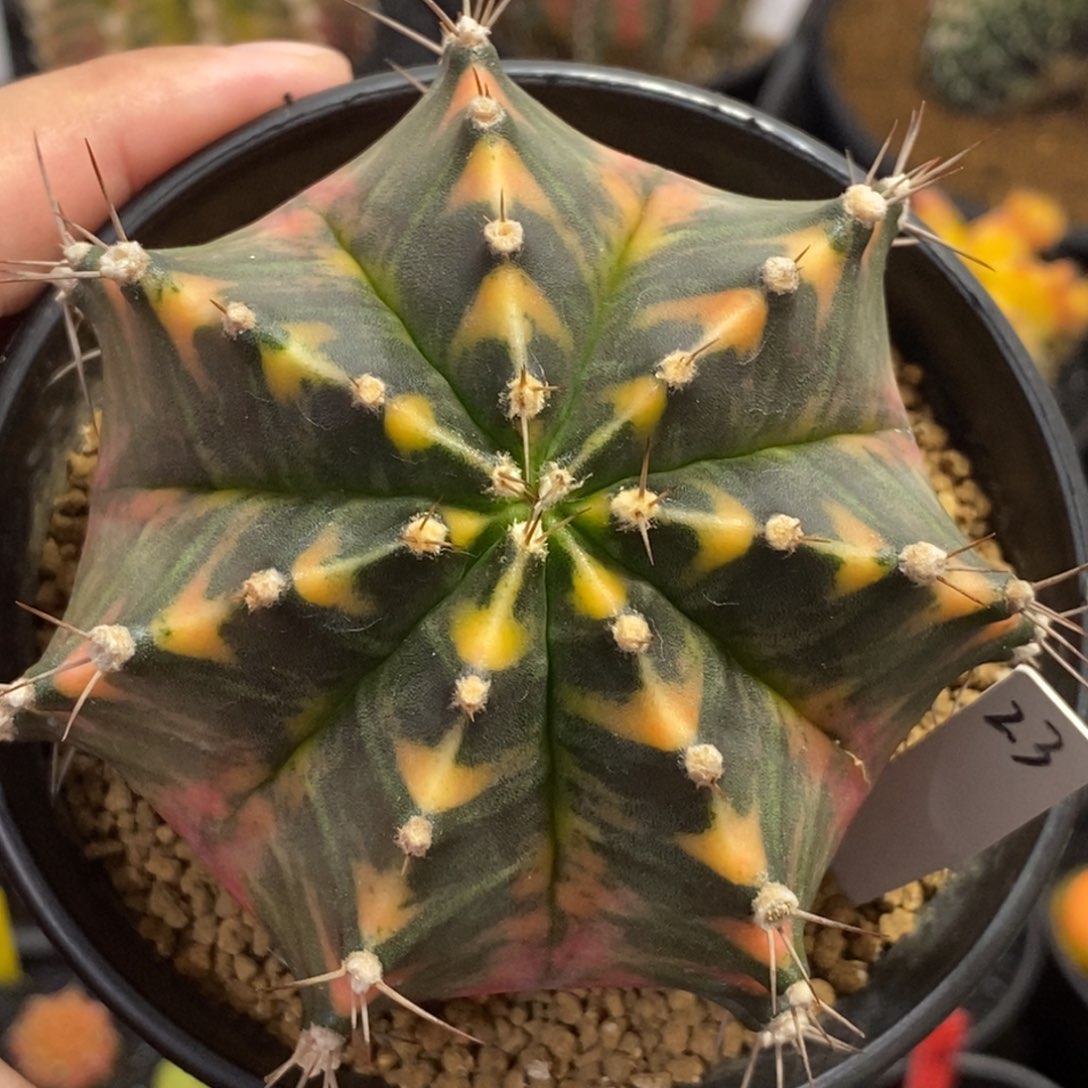 泰系全品米哈—带盆土发货21