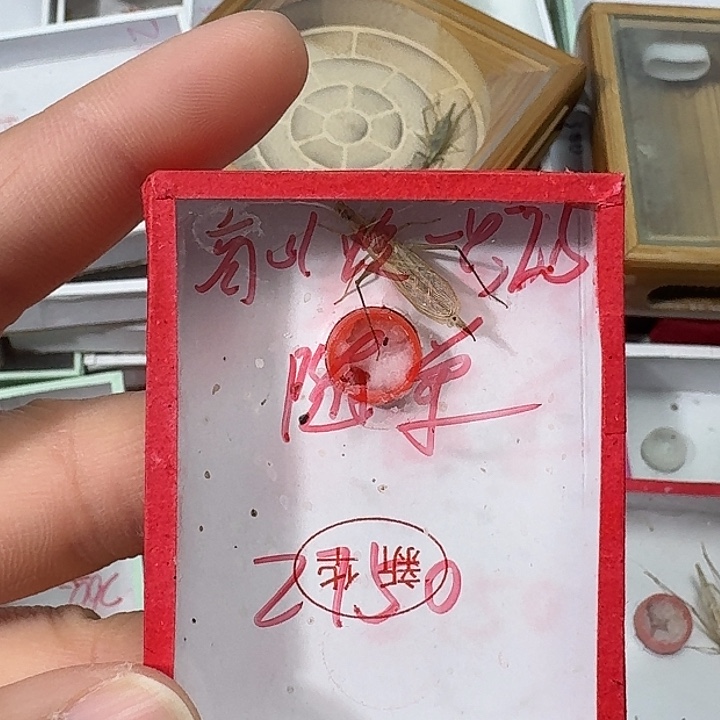 放***情蟋蟀222222222222222