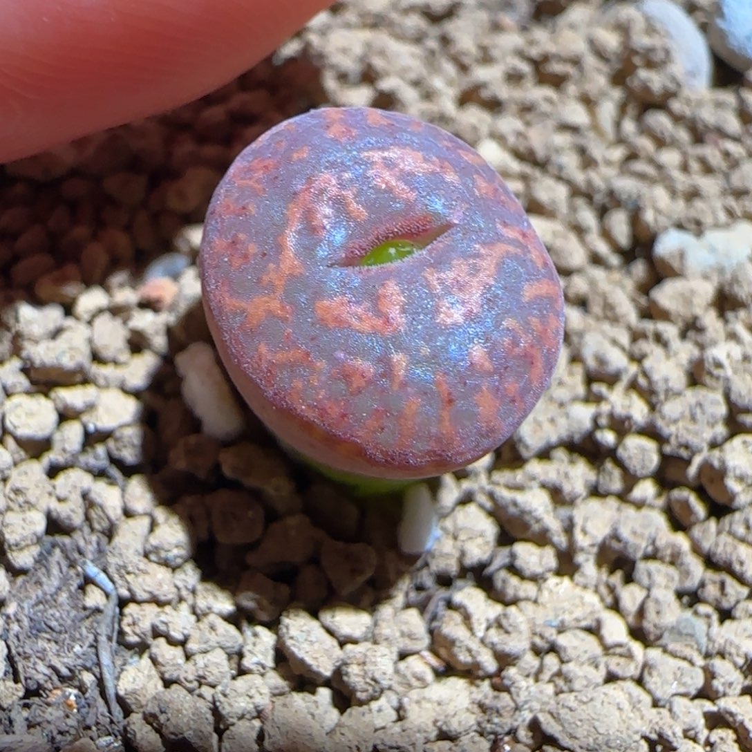 肉锥多肉植物组合-ap正红色酒红勋章667