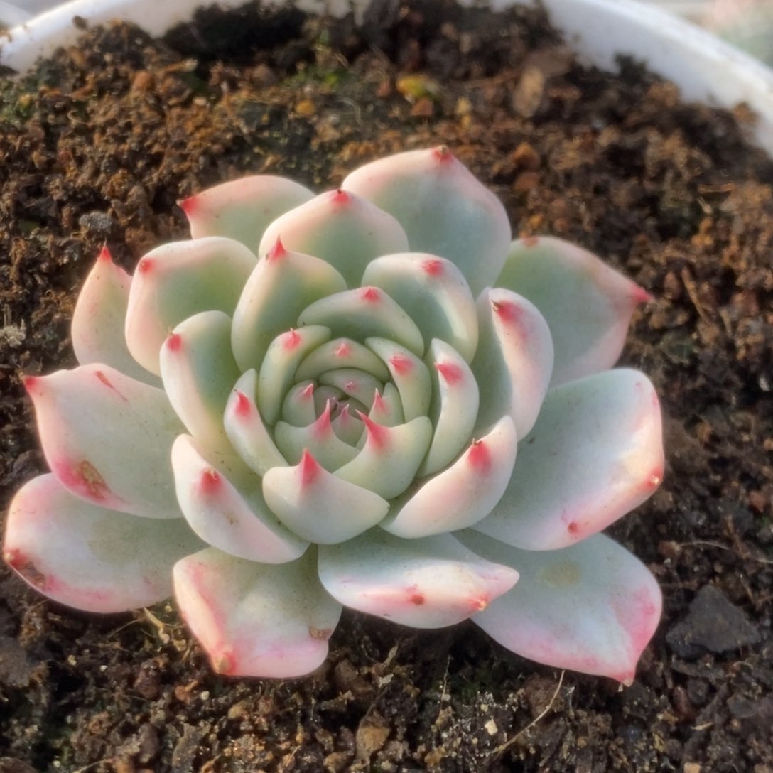 153吉娃娃锦锦锦锦锦锦