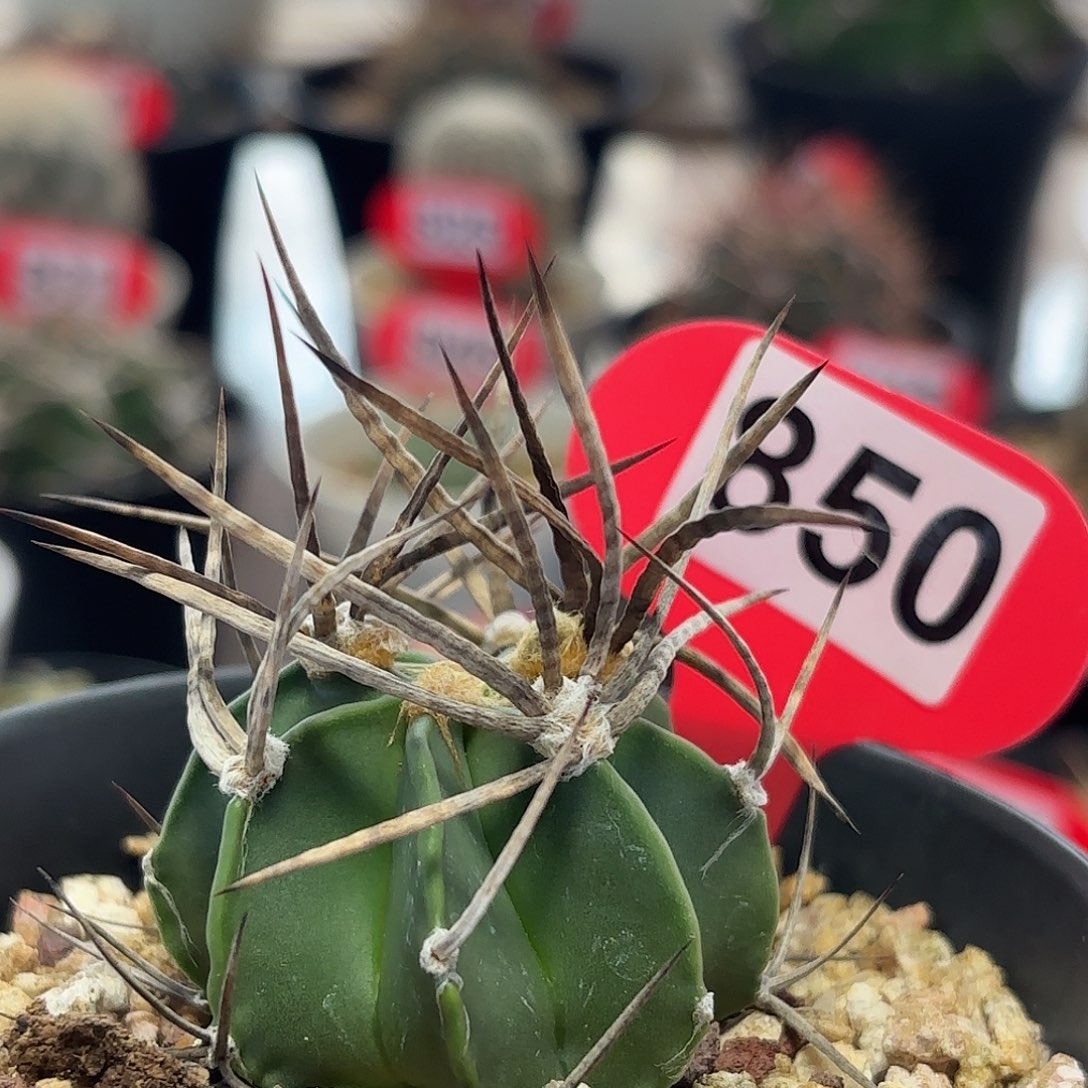 仙人球实生水牛角