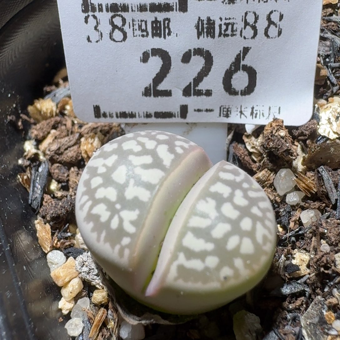 Sss冬天真便宜啊226
